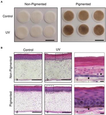 Comparison of photodamage in non-pigmented and pigmented human skin equivalents exposed to repeated ultraviolet radiation to investigate the role of melanocytes in skin photoprotection